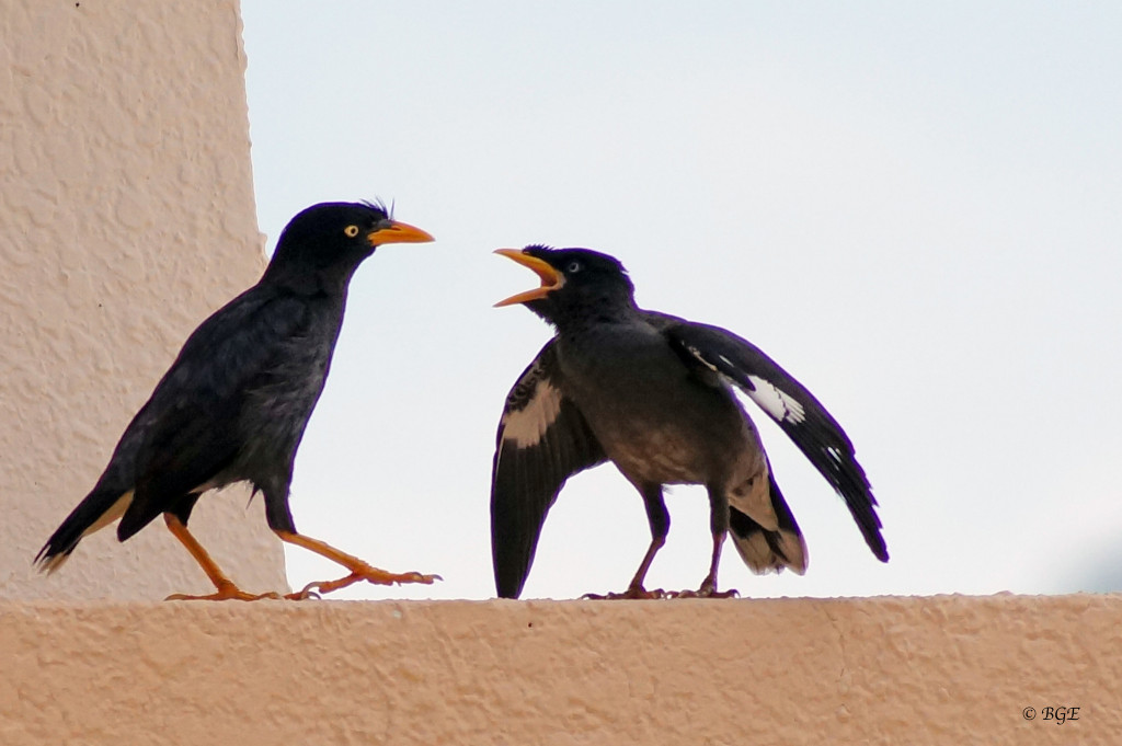 Two black birds