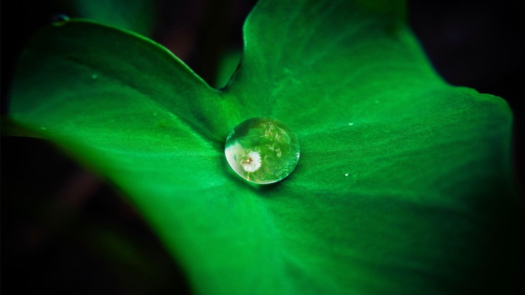 Closeup of water drop on leaf